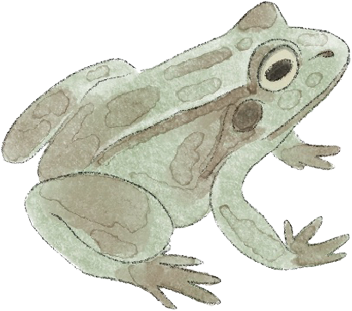 Frog
